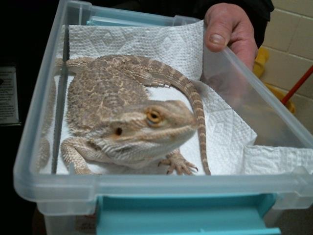 CHIMICHANGA - Lizard available for adoption