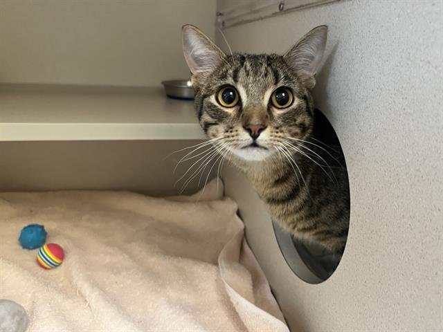 CHICKPEA - Domestic Short Hair available for adoption