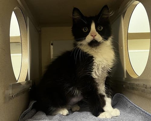 SLOTH - Domestic Medium Hair for adoption in Westminster