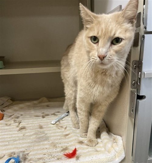 BONFIRE - Domestic Short Hair available for adoption