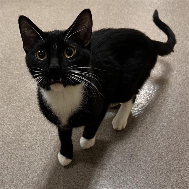 RIJU - Domestic Short Hair available for adoption