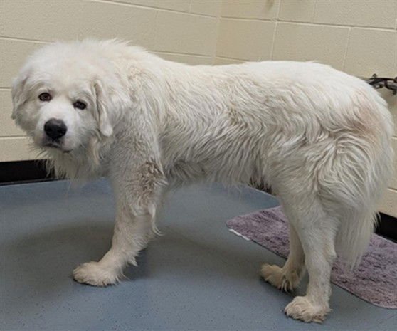 MIRAN - Great Pyrenees available for adoption