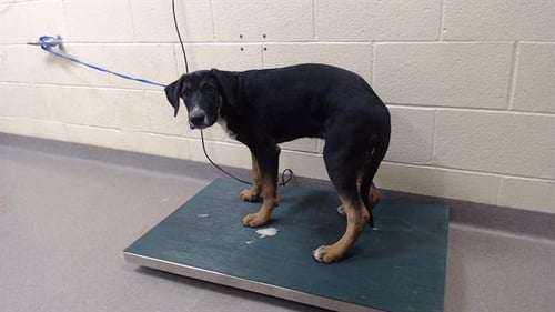 CHOCO - German Shepherd Dog / Dalmatian available for adoption
