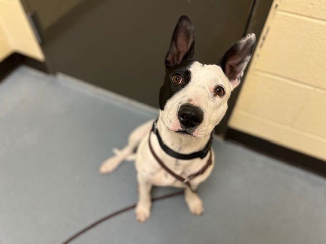 RICE KRISPIE - Australian Cattle Dog/Blue Heeler available for adoption