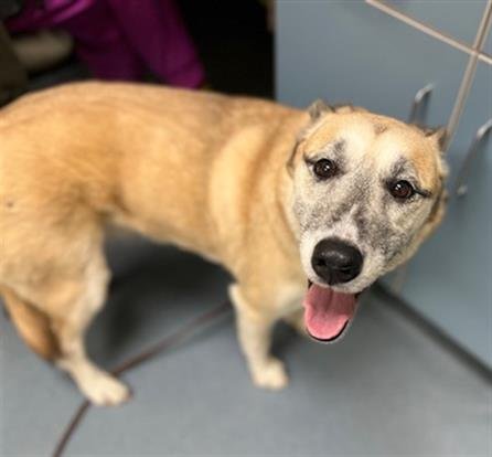 BEAR BEAR - German Shepherd Dog available for adoption