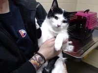 BABY KITTY - Photo 1