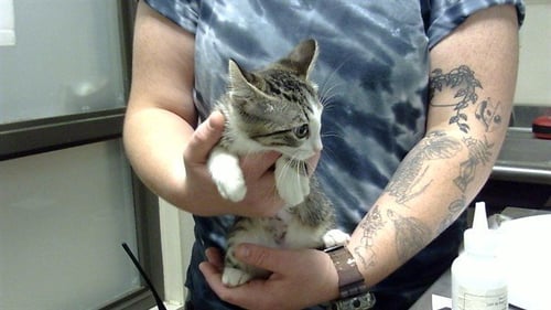 BLAST - Domestic Short Hair available for adoption