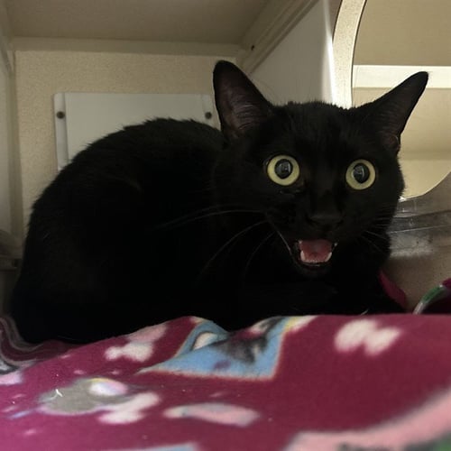 MAMACH - Domestic Short Hair available for adoption