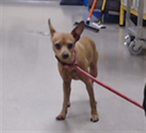 POLIWAG - Chihuahua available for adoption