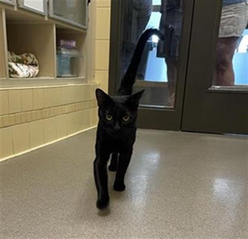 ROCKIES - Domestic Short Hair for adoption in Westminster