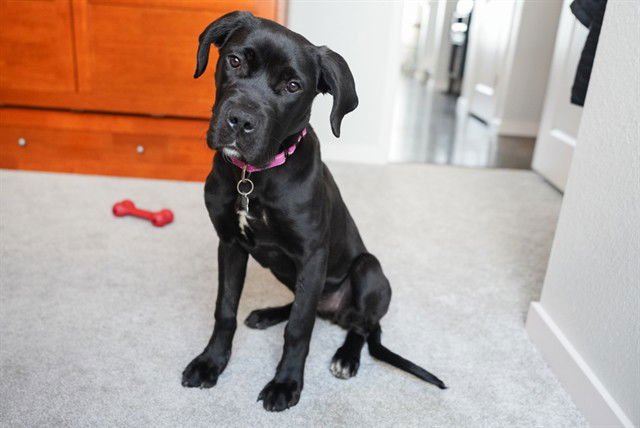 SHADOW - Labrador Retriever / Great Dane available for adoption
