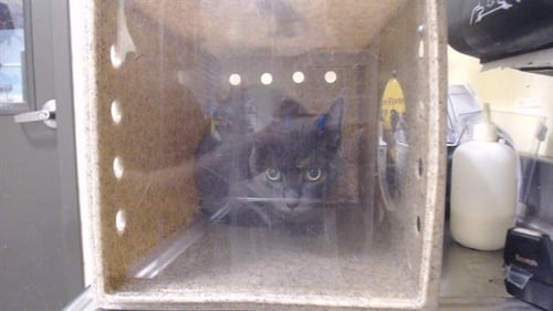 ZUZU - Domestic Short Hair available for adoption