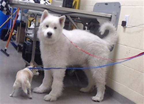 ALIBE - Samoyed available for adoption