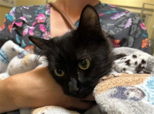 GEORGINA - Domestic Long Hair available for adoption