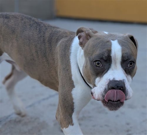 CAPTAIN HOOK - Boxer available for adoption