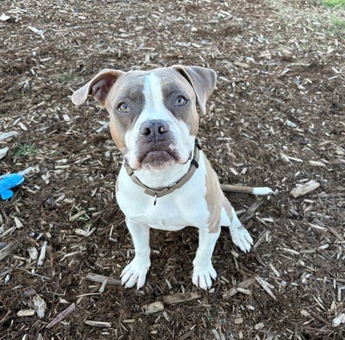 CAPTAIN HOOK - Boxer available for adoption