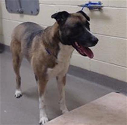 COCO - German Shepherd Dog available for adoption