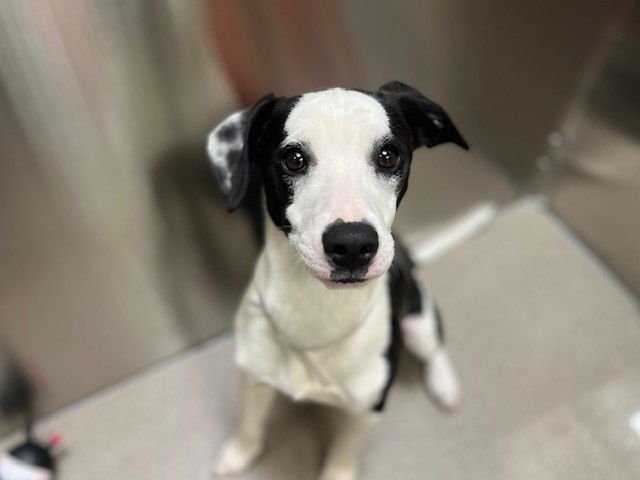 THOR - Patterdale Terrier (Fell Terrier) / Whippet available for adoption