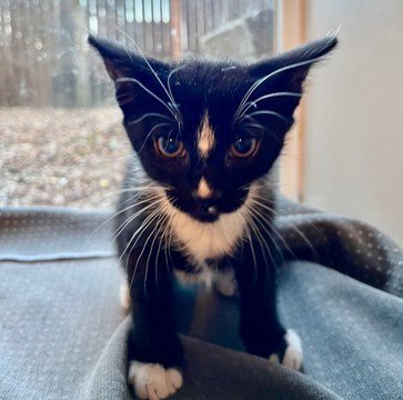 CARSON - Domestic Short Hair available for adoption