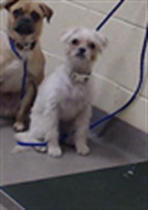 CUPCAKE - Shih Tzu / Maltese available for adoption