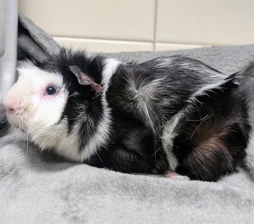 PEPPER - Guinea Pig available for adoption