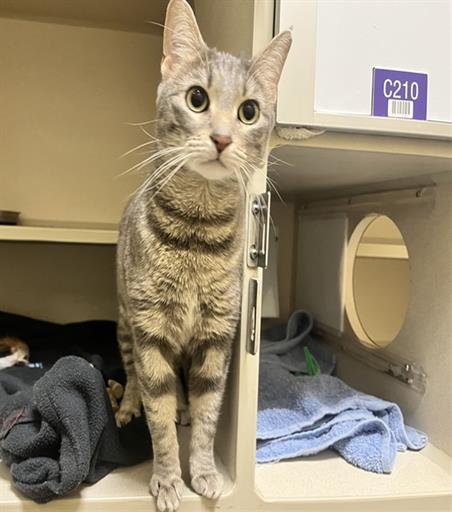 STRAWBERRY SHORTCAKE - Domestic Short Hair available for adoption