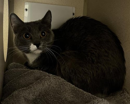 BIOLOGY - Domestic Short Hair available for adoption