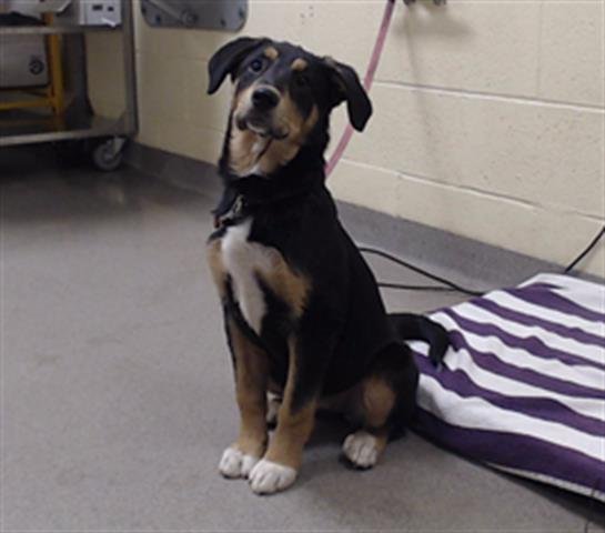 CHICA - Labrador Retriever available for adoption