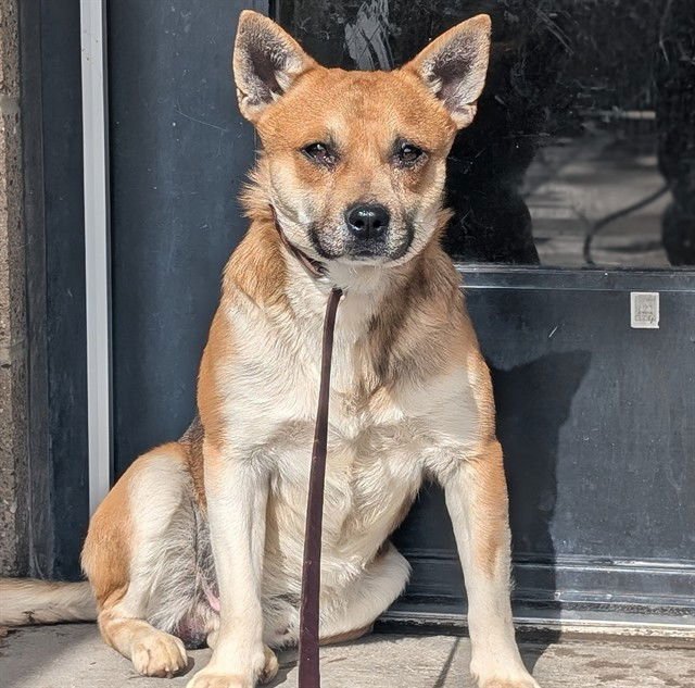 LUFFY - Pembroke Welsh Corgi / Shiba Inu available for adoption
