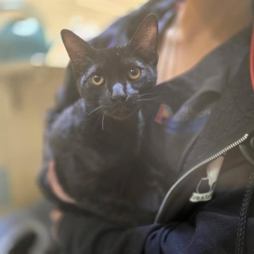 BACKFLIP - Domestic Short Hair for adoption in Westminster