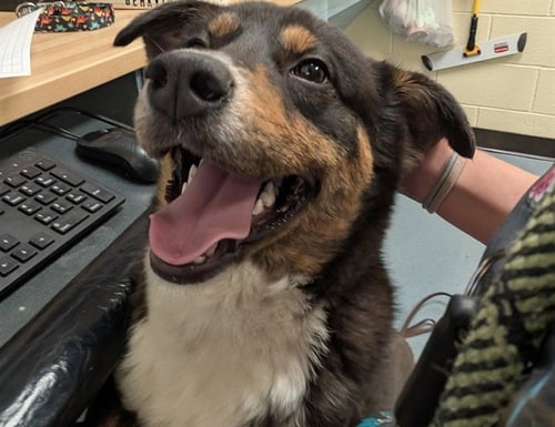 OFFICE 365 - Australian Shepherd / Australian Cattle Dog/Blue Heeler available for adoption