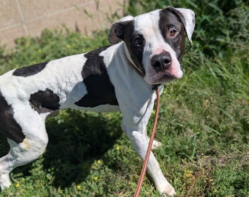 BOISE - Boxer / American Pit Bull Terrier for adoption in Lakewood