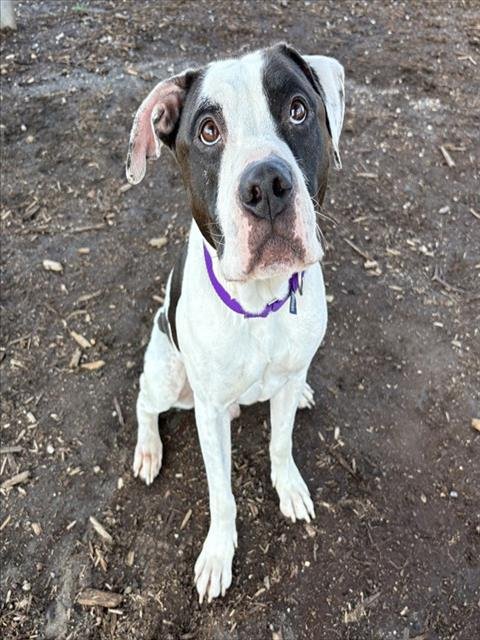 BOISE - Boxer / American Pit Bull Terrier available for adoption