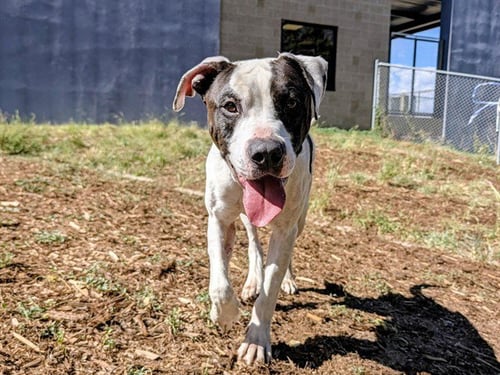 BOISE - Boxer / American Pit Bull Terrier available for adoption