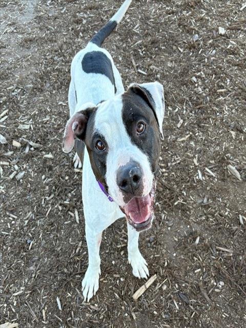 BOISE - Boxer / American Pit Bull Terrier available for adoption