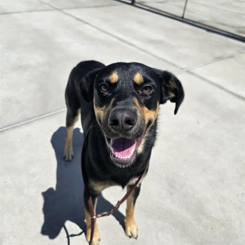 TITO - Doberman Pinscher / German Shepherd Dog available for adoption