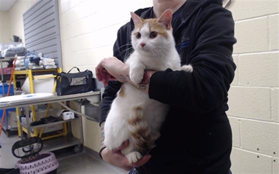 LUNA - Domestic Short Hair available for adoption