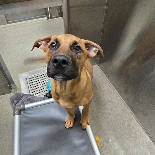 LITTLE FOOT - German Shepherd Dog available for adoption