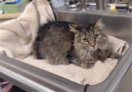 PIGGY - Domestic Medium Hair available for adoption