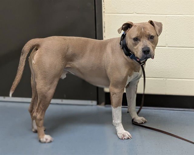VEINTE - American Staffordshire Terrier available for adoption