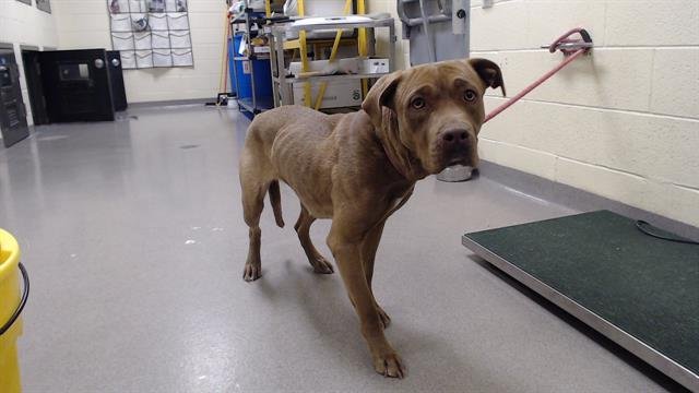 ROCKO - Labrador Retriever available for adoption
