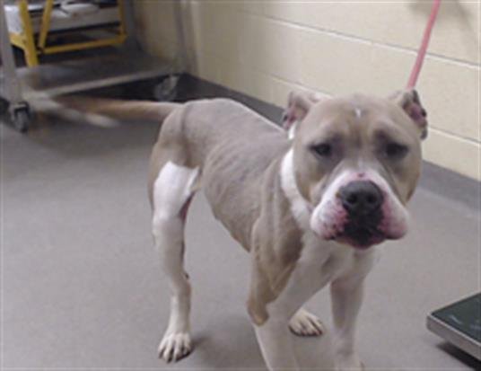 TANK - American Staffordshire Terrier available for adoption