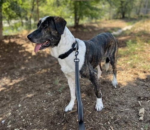 SCOUT - Labrador Retriever for adoption in Denver