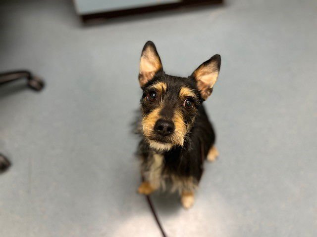 REECE - Wirehaired Fox Terrier / Miniature Schnauzer available for adoption