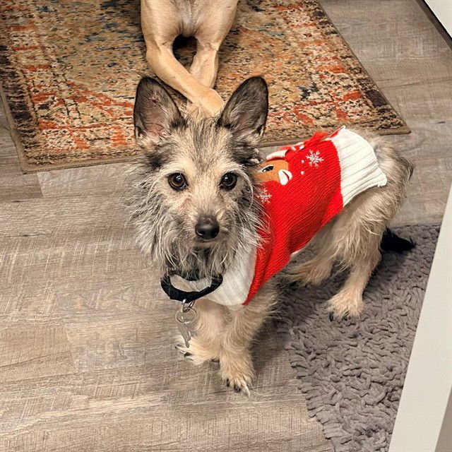 MILO - Rat Terrier available for adoption