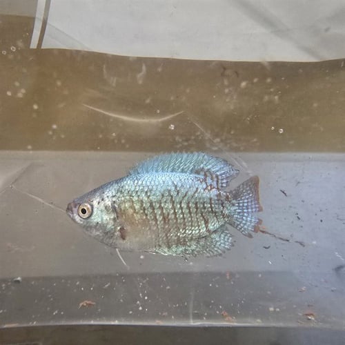 FIDDLESTICKS - Fish available for adoption