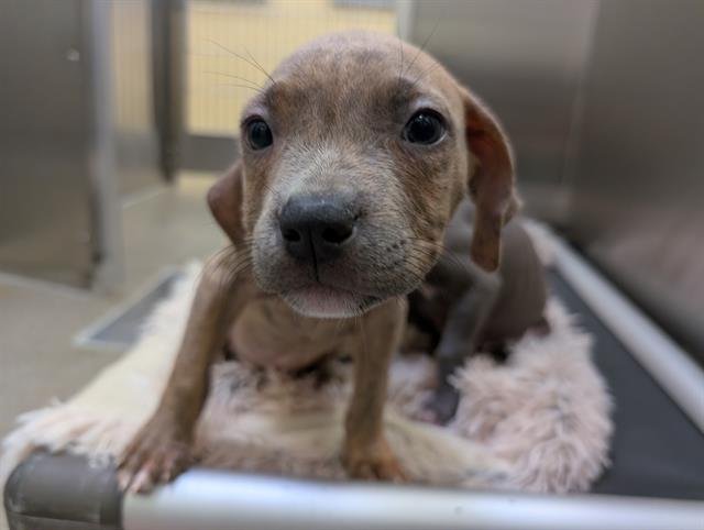 PEANUT BUTTER - Pit Bull Terrier available for adoption