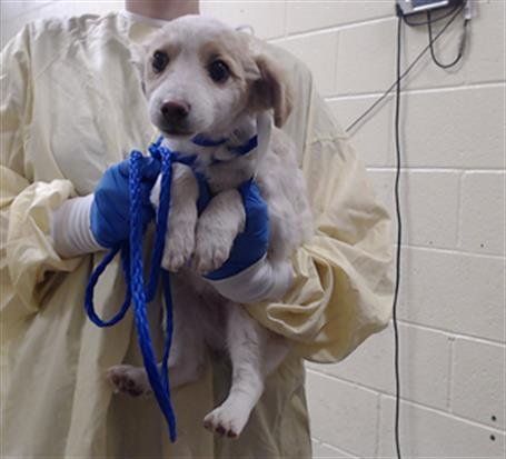 WILLOW - French Brittany available for adoption