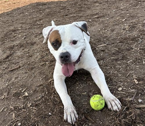 GIZMO - American Bulldog available for adoption