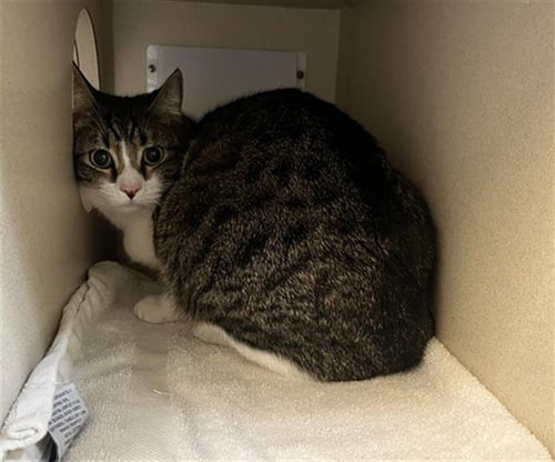 ROCKY - Domestic Short Hair available for adoption